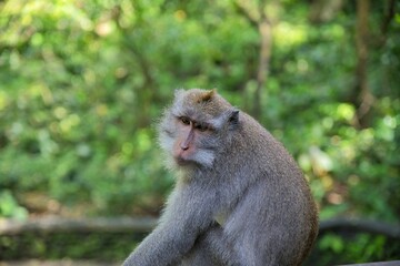 Close-up of an adult cynomolgus monkey taken from the side, with the rainforest diffused in the background.