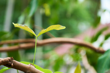 Photo of new branch sprout from tree.