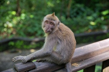 Full body shot of a young cynomolgus monkey sitting on a wooden railing and looking directly into the camera, diffuse rainforest in the background.