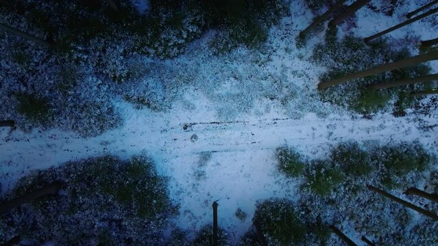 Overhead Shot Of Person Walking In Heart Of Snowy Wild Forest, High-rise Trees, Svitavy