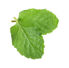 Kitchen Mint transparent png