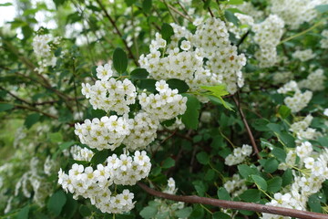 Macro of white flowers of Spiraea vanhouttei in May