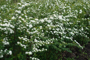Fototapeta na wymiar Lots of white flowers of Spiraea vanhouttei in May