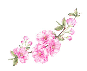 Naklejka na ściany i meble Bouquet of sakura flowers. Pink spring floral