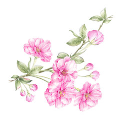 Bouquet of sakura flowers. Pink spring floral