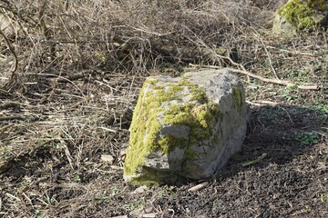 Moos auf einem Felsen