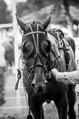 Cheval après course