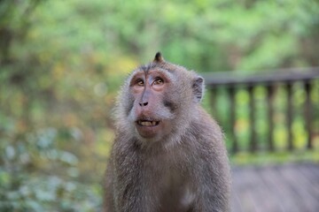 Full body shot of a young cynomolgus monkey taken from the side, sitting on a wooden railing and looking up, diffuse rainforest and the railing in the background.