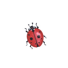 Realistic beetles insect isolated on white background. Watercolor hand drawn ladybug llustration for design