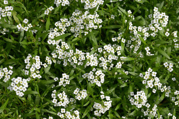 スイートアリッサム　花模様