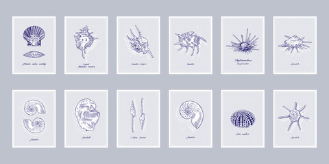 Seashells. Set of twelve vintage style posters. Vector illustration on a grey background.