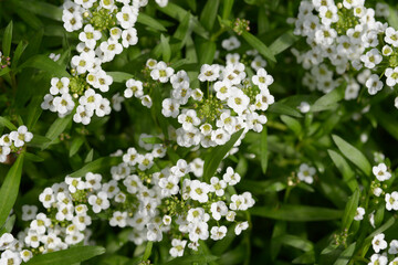 スイートアリッサム　花模様