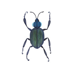 Realistic blue beetles insect isolated on white background. Watercolor hand drawn animal bugs llustration for design
