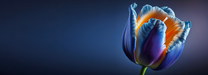Tulip blossom on a blue background with copyspace - Generative AI