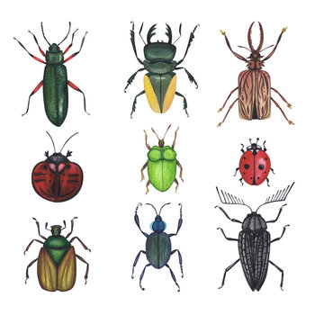 Set Realistic beetles insect isolated on white background. Watercolor hand drawn animal bugs llustration for design