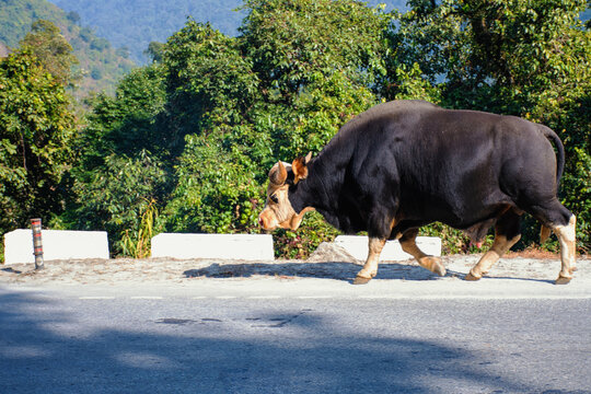 Drung OX  or Gayal a mountain animal. also known as a Mithun.