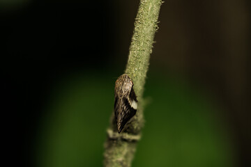 insect on a tree branch