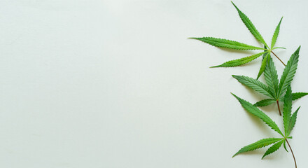 close up top view on cannabis leaves and branches on white background for alternative medical and marketing design concept	
