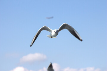 Fototapeta na wymiar A seagull flying in the sky, albatros