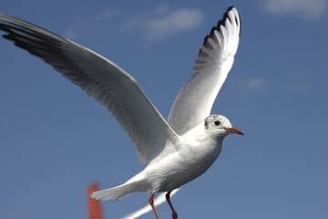 A seagull flying in the sky, albatros