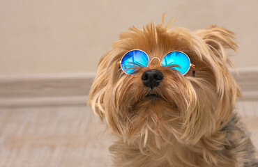 cute little yorkshire terrier with glasses on his eyesъ