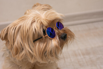 yorkshire terrier in round sunglasses