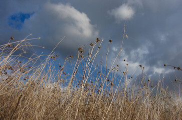 Spontaneous and now dry plants that appear in the Molise countryside in summer