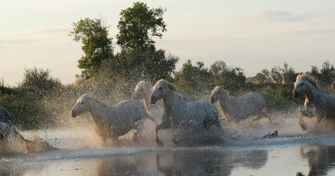 Camargue Horse, Herd trotting or galloping through Swamp, Saintes Marie de la Mer in Camargue, in the South of France, Slow Motion 4K