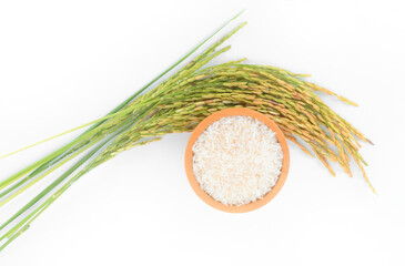 rice plant isolated on white background.