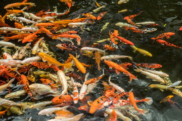 Obraz na płótnie Canvas Lot of colorful asian carps swimming in the water.