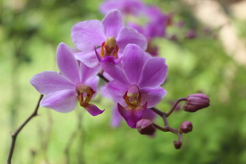 purple doritis orchid flower (Phalaenopsis pulcherrima) blooming with blurry background
