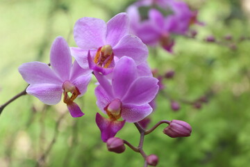 Fototapeta na wymiar purple doritis orchid flower (Phalaenopsis pulcherrima) blooming with blurry background