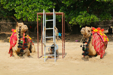 Two camels on the beach in India. Entertainment for tourists.