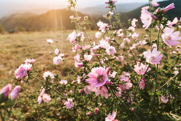 Rosa wilde Malve mit Biene mit Sonnenuntergang Sonnenstrahlen und Blick auf Berge