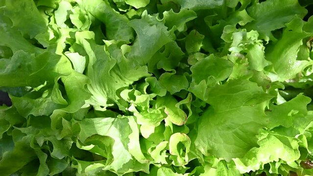 Closeup of sallad leaf in summer
