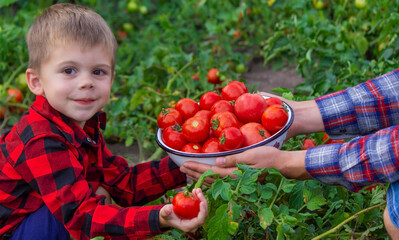 the child is holding a bowl of freshly picked tomatoes.