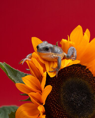 Tree frog climbs on sunflower. Large-headed leaf frog studio shot. Phyllomedusa megacephala with flower on red background. Beautiful exotic pet. Funny amphibian