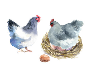 Watercolor set of chickens on the white background, chickens farm illustrations, chicken set