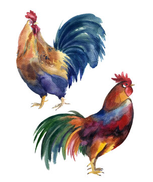 Watercolor chicken bird, drawing farm birds, easter design, farm logo, chickens logo, chicken illustration