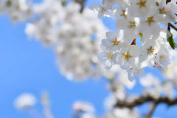 桜と青空