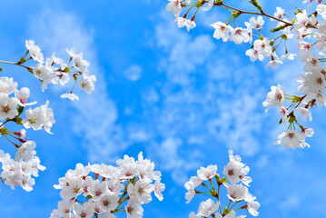 桜と青空