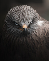 portrait of a eagle