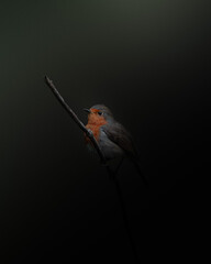 robin on a branch