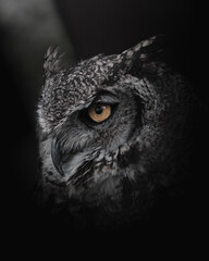 great horned owl