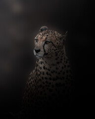 leopard on black