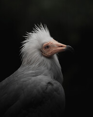 close up of a vulture