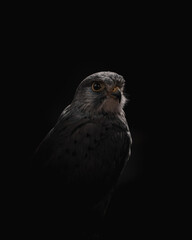 bird of prey