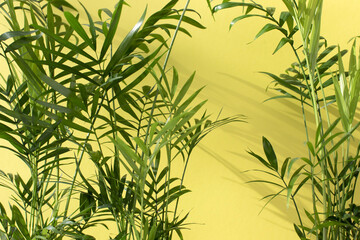 Green branches of a decorative palm tree with a shadow on a yellow background. Natural background. Selective focus