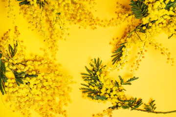mimosa on a yellow background