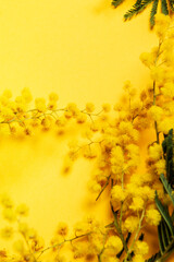 Obraz na płótnie Canvas mimosa on a yellow background